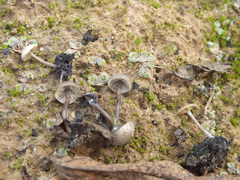 Lyophyllum anthracophilum