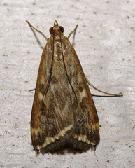 Loxostege munroealis