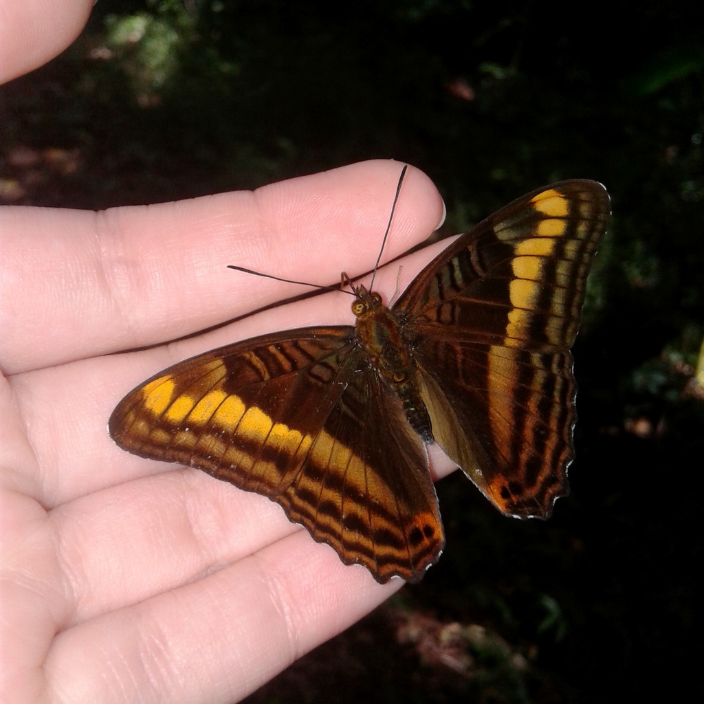 Adelpha tracta