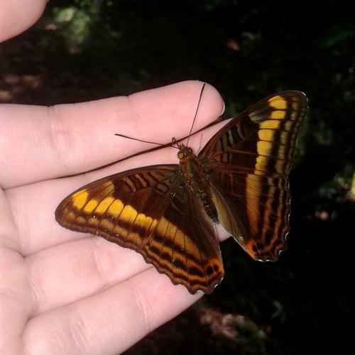 Adelpha tracta