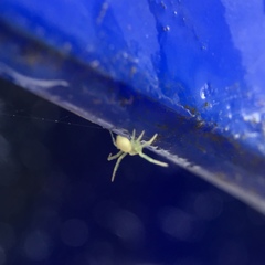 Misumessus oblongus