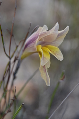 Gladiolus virescens
