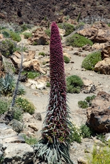 Echium wildpretii image