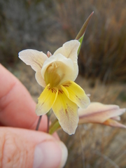 Gladiolus virescens