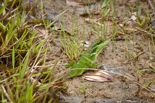 Anolis danieli