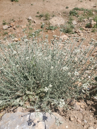 Image of Achillea falcata by (c) Mitch Van Dyke, some rights reserved (CC BY)