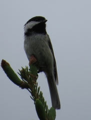 Poecile atricapillus image