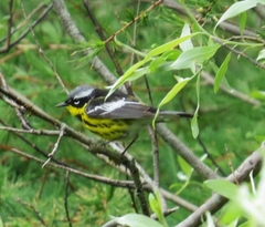 Setophaga magnolia image