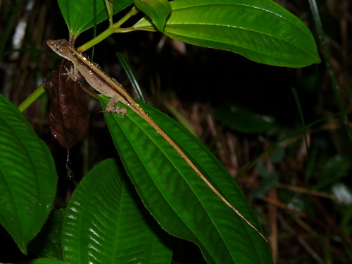 Anolis antonii