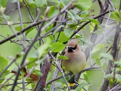 Bombycilla cedrorum image