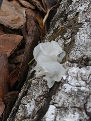 Tremella fuciformis image