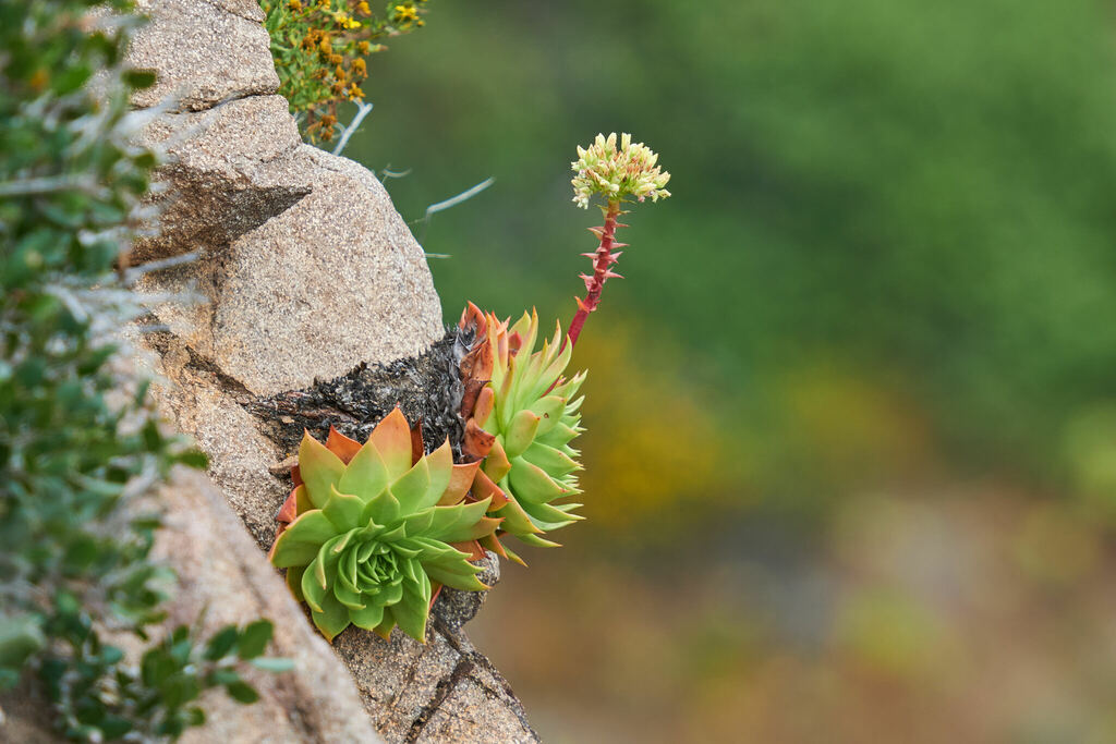 Dudleya josedelgadilloi