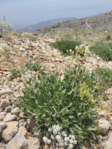 Image of Peltaria angustifolia by (c) Mitch Van Dyke, some rights reserved (CC BY)