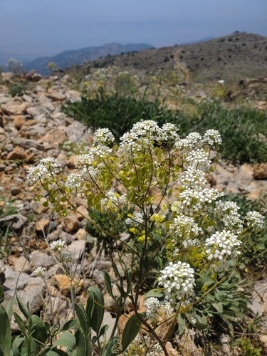 Image of Peltaria angustifolia by (c) Mitch Van Dyke, some rights reserved (CC BY)