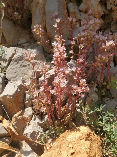Image of Rosularia libanotica by (c) Mitch Van Dyke, some rights reserved (CC BY)