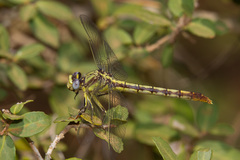 Arigomphus lentulus