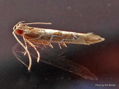 Pyroderces apparitella