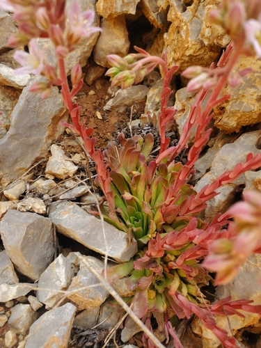 Image of Rosularia libanotica by (c) Mitch Van Dyke, some rights reserved (CC BY)