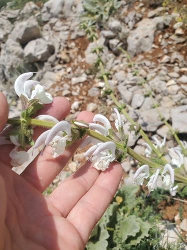 Image of Salvia microstegia by (c) Mitch Van Dyke, some rights reserved (CC BY)