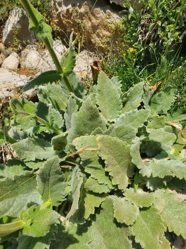 Image of Salvia microstegia by (c) Mitch Van Dyke, some rights reserved (CC BY)