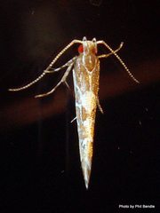 Pyroderces apparitella
