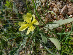 Oenothera primiveris primiveris