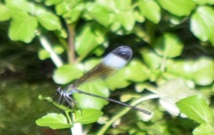 Psolodesmus mandarinus mandarinus