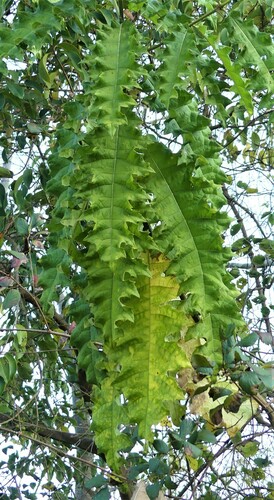 Acanthus polystachyus image