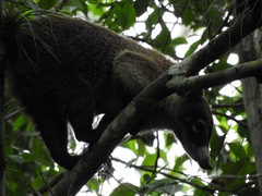 Nasua narica yucatanica