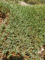 Acantholimon libanoticum, photograph (c) Mitch Van Dyke, some rights reserved (CC BY)