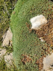 Acantholimon libanoticum, photograph (c) Mitch Van Dyke, some rights reserved (CC BY)