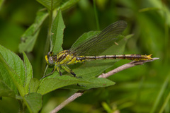 Arigomphus lentulus