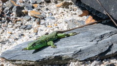 Iberolacerta monticola