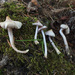 Inocybe umbratica - Photo (c) Иван Матершев, some rights reserved (CC BY-NC), uploaded by Иван Матершев
