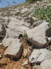 Tulipa humilis, photograph (c) Mitch Van Dyke, some rights reserved (CC BY)
