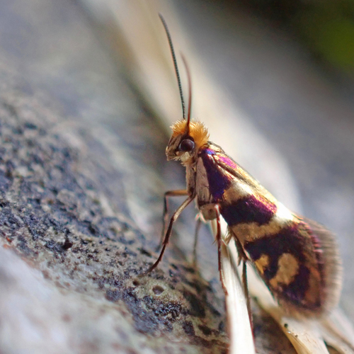 Micropterix schaefferi