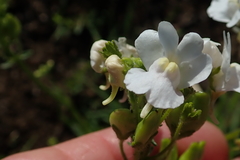 Nemesia denticulata