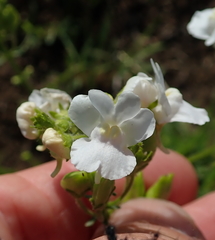 Nemesia denticulata