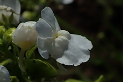Nemesia denticulata