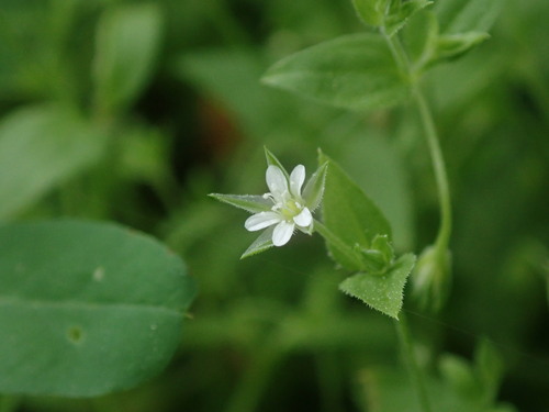 meringia trojžilová (Moehringia trinervia)