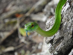 Leptophis ahaetulla