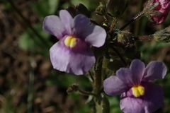 Nemesia denticulata