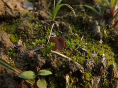 Gyromitra infula image