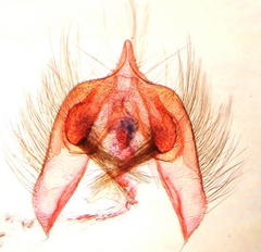 Proteoteras naracana
