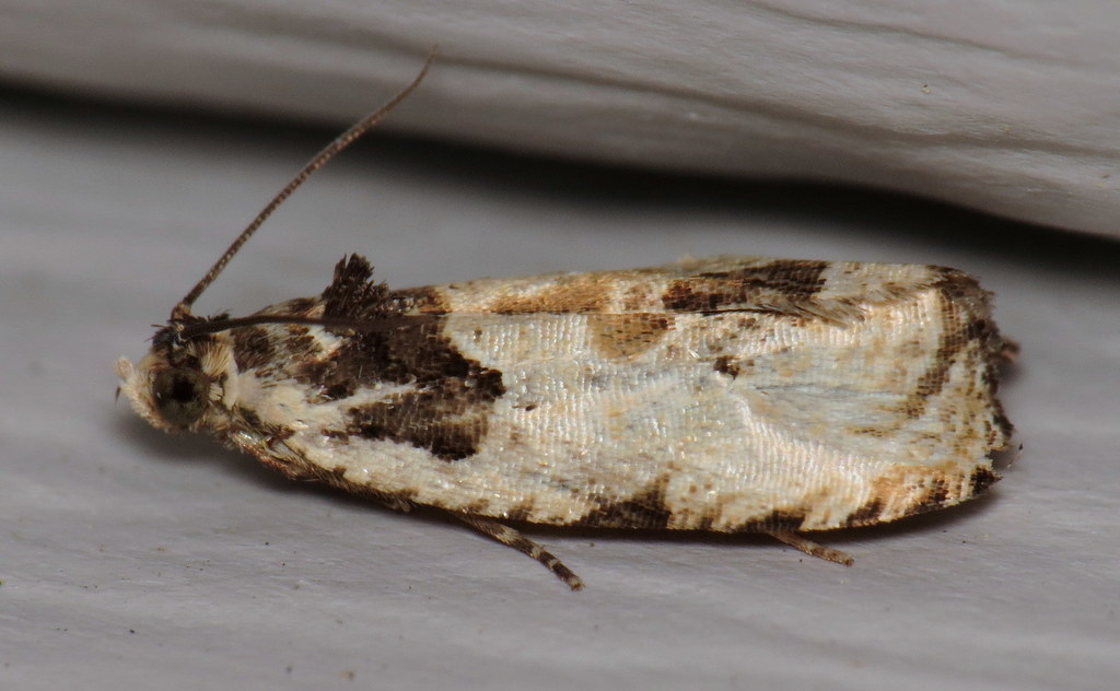 Putty-patched Moth