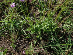 Nemesia denticulata