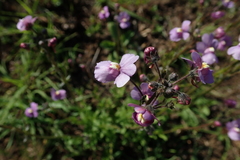 Nemesia denticulata