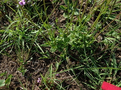 Nemesia denticulata