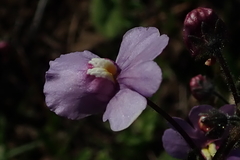 Nemesia denticulata