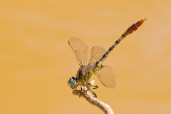 Arigomphus lentulus